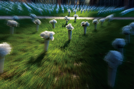 Rows of vases of white silk flowers line a green lawn in the late afternoon, casting long shadows.
